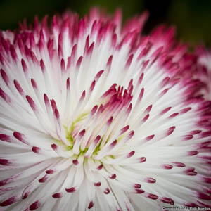 Bellis Habanera